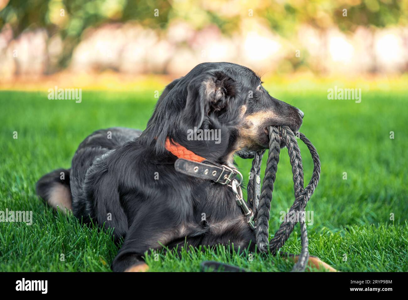 Ein Mischling-Hündchen nagt bei einem Spaziergang im Park eine Lederleine Stockfoto