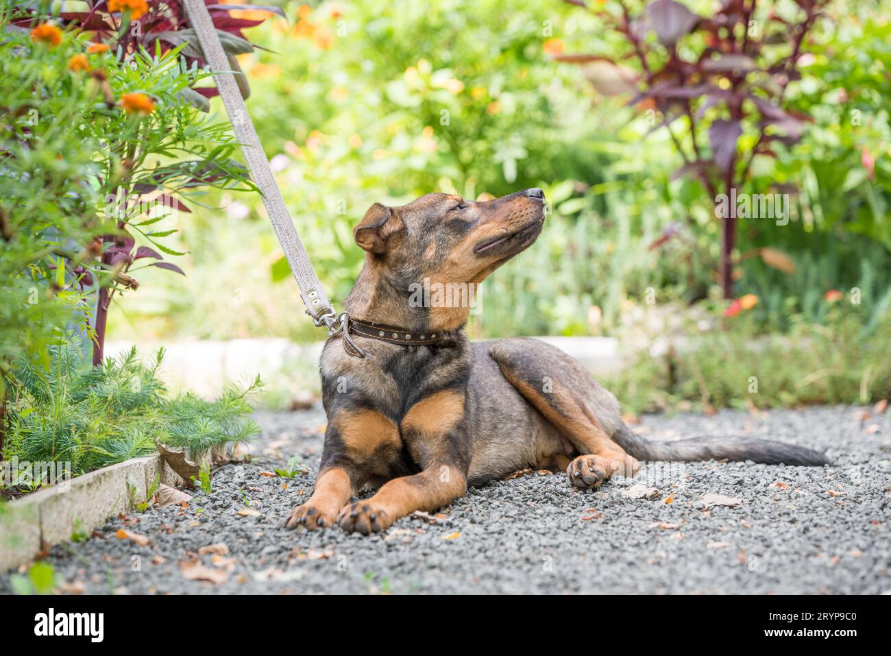 Ein Mehlhund an der Leine liegt auf dem Weg und genießt einen Sommertag Stockfoto