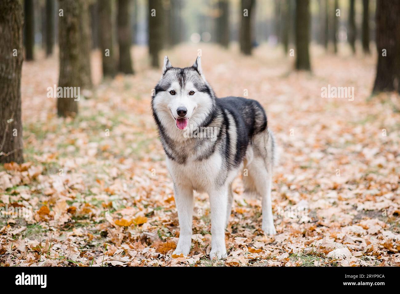 Horizontales Porträt eines Huskys im Herbstwald. Der Hund steht mit ausgestreckter Zunge, macht eine Pause von einem Spaziergang und will Wasser. Tra Stockfoto