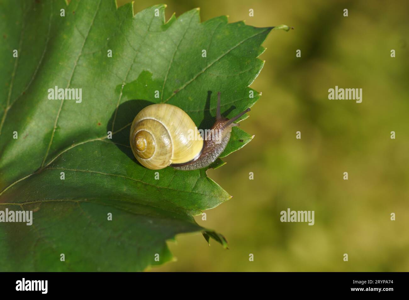 Hennenschnecke oder Braunlippschnecke (Cepaea nemoralis), Familie Helicidae. Ohne dunkle Bänder. Auf einem Traubenblatt. Holländischer Garten, Herbst, Oktober Stockfoto