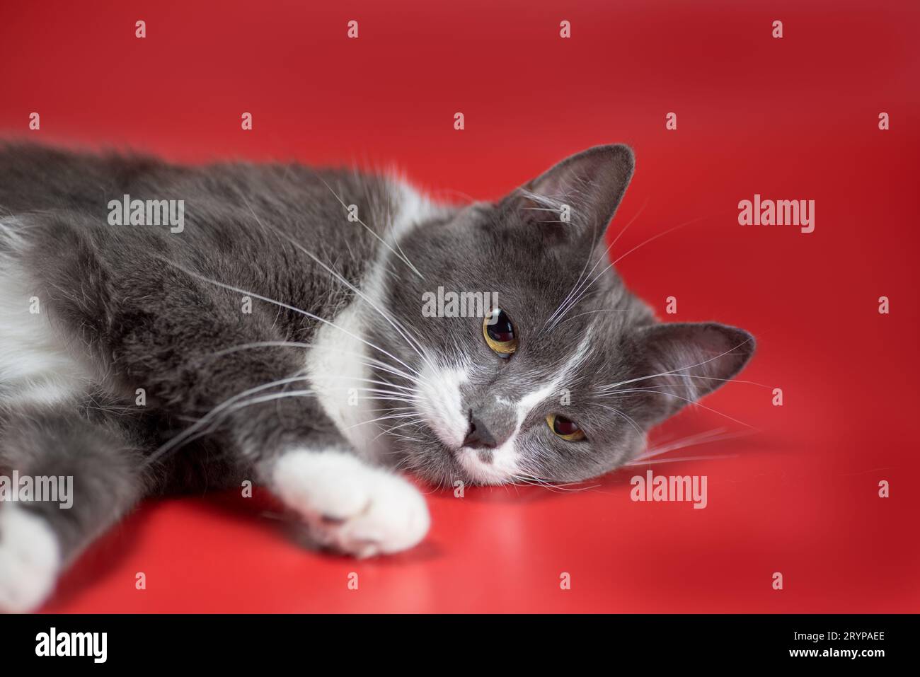 Silber-und-weiße Katze, die sich auf rotem Hintergrund entspannt Stockfoto