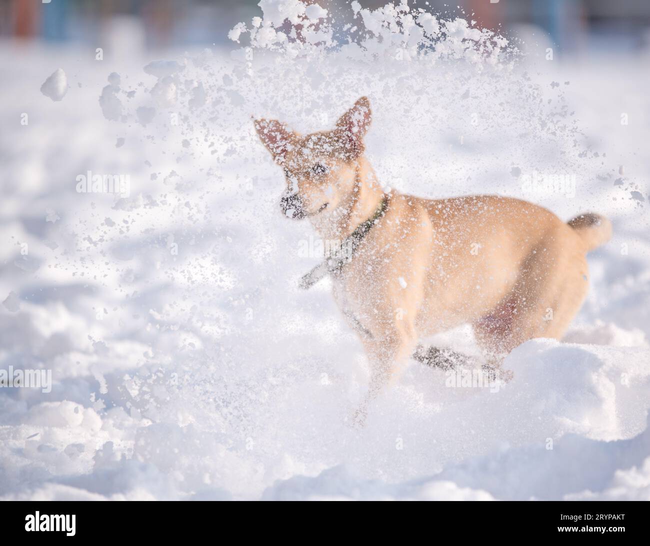 Mischling-Kitz-Welpe im Schnee im Winter Stockfoto