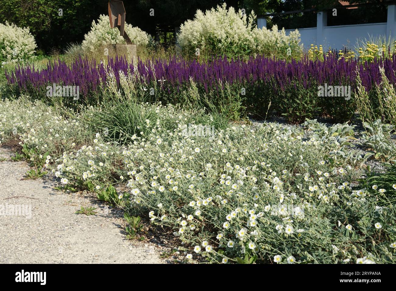 Helianthemum apenninum, Braut Rock Rose Stockfoto