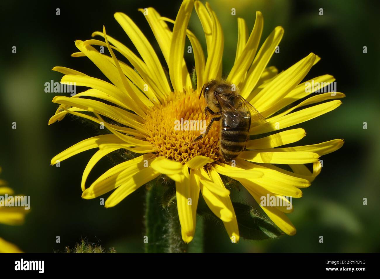 Inula hirta, haarige fleabane, Biene Stockfoto