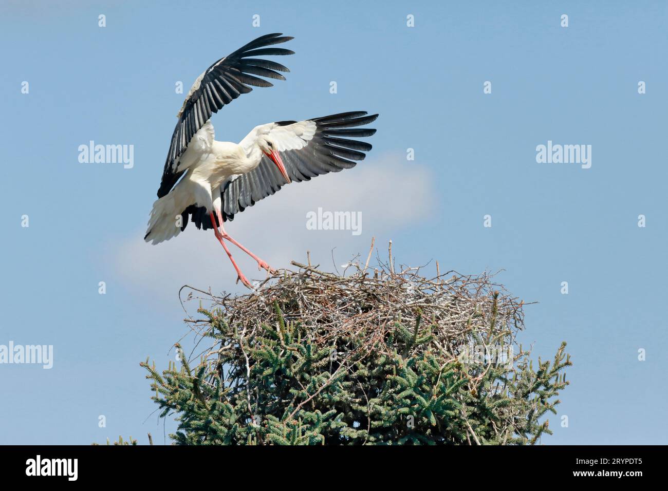 Europäischer Weißstorch (Ciconia ciconia). Männliche Landung auf dem Nest. Deutschland Stockfoto