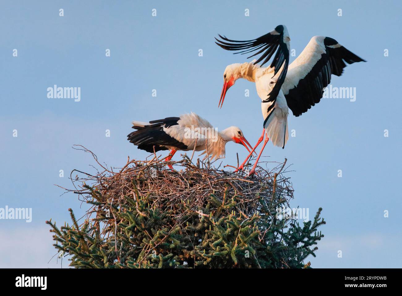 Europäischer Weißstorch (Ciconia ciconia). Mann landet im Nest, wo das Weibchen auf ihn wartet. Deutschland Stockfoto