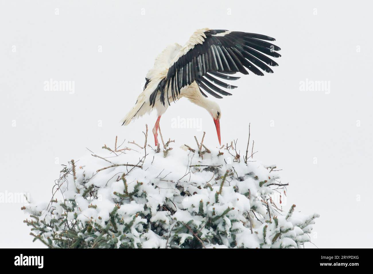 Weißstorch (Ciconia ciconis) steht mitten in einem Schneesturm im Nest und schüttelt den Schnee mit Flügelschlag ab. Schweiz Stockfoto