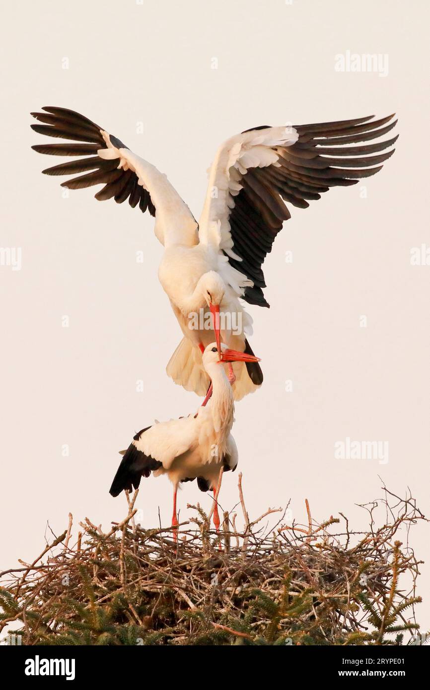 Weißstorch (Ciconia ciconia). Paarung im Nest. Schweiz Stockfoto