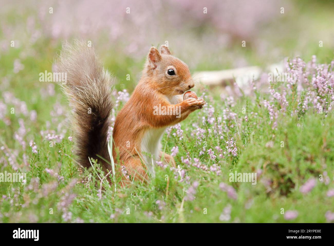 Eurasisches Rotes Eichhörnchen (Sciurus vulgaris), das in blühender Heide sitzt und eine Haselnuss isst. Schottland Stockfoto