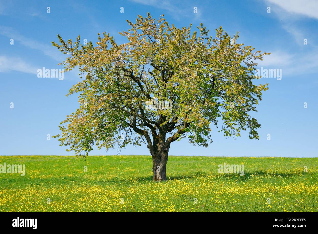 Apfel (Malus domestica). Einsam stehender Apfelbaum auf einer Wiese mit blühenden Butterblumen. Bei Hombrechtikon im Zuercher Oberland, Kanton Zuerich, Schweiz Stockfoto