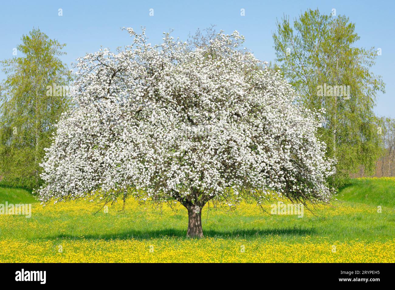 Apfel (Malus domestica). Einsam stehender, blühender Apfelbaum inmitten gelb blühender Butterblumen. In der Nähe von Uster im Zuercher Oberland, Kanton Zuerich, Schweiz Stockfoto