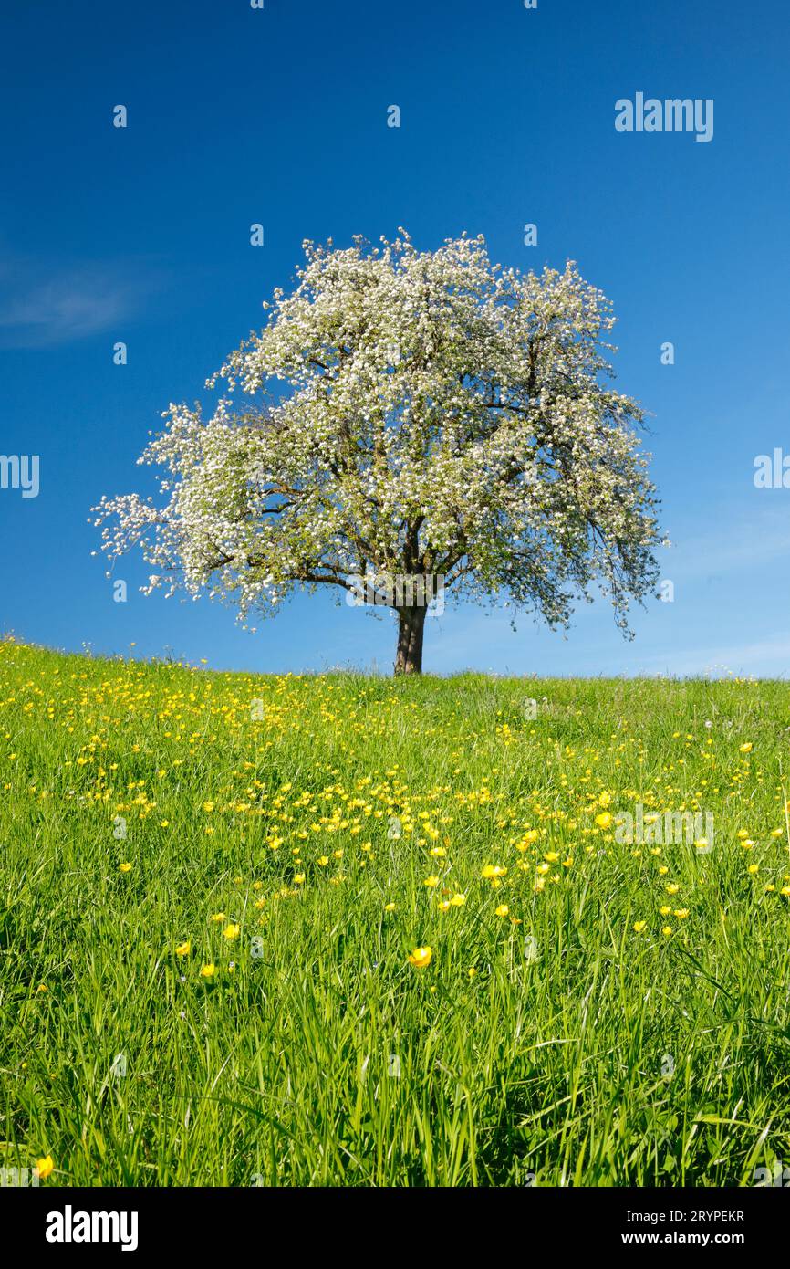 Apfel (Malus domestica). Einsam stehend stehend blühender Apfelbaum auf einer Wiese. Bei Hombrechtikon im Zuercher Oberland, Kanton Zuerich, Schweiz Stockfoto