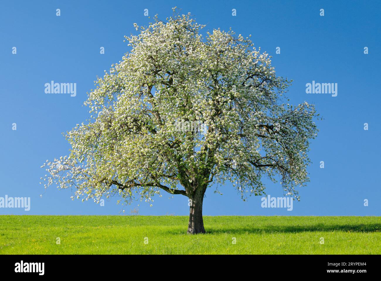 Apfel (Malus domestica). Einsam stehend stehend blühender Apfelbaum auf einer Wiese. Bei Hombrechtikon im Zuercher Oberland, Kanton Zuerich, Schweiz Stockfoto