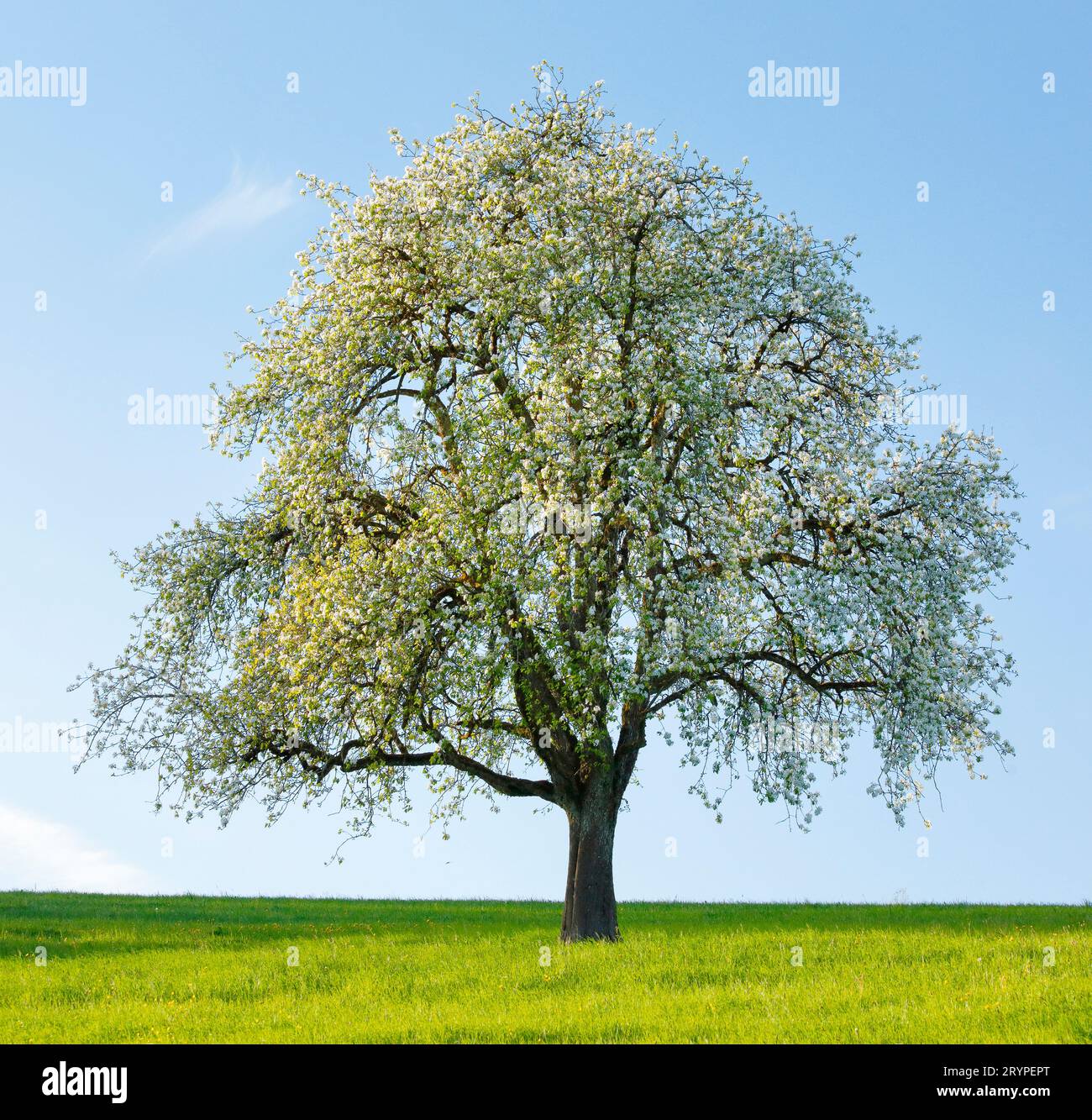 Einzelner blühender Birnenbaum auf grüner Wiese im Abendlicht. In der Nähe von Hombrechtikon im Zuercher Oberland, Schweiz Stockfoto