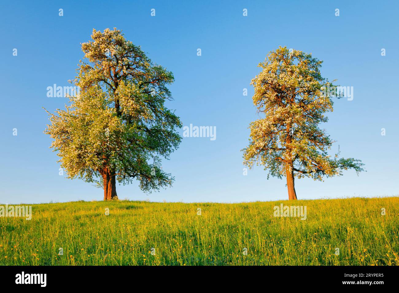 Zwei freistehende und blühende Birnenbäume auf Blumenwiese im Morgenlicht, Oetwil am See in Zürich Oberland, Schweiz Stockfoto