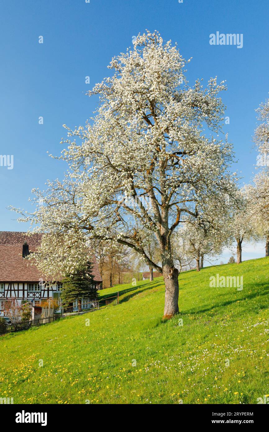 Blühende Birnenbäume neben einem Bauernhof im Frühjahr auf blühender Wiese auf Hirzel im Kanton Zuerich, Schweiz Stockfoto