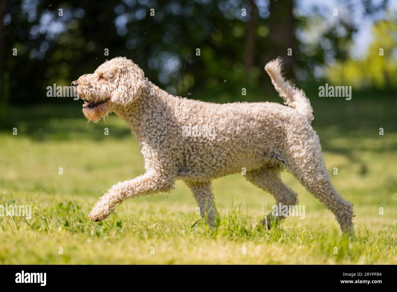 Labradoodle x Goldendoodle. Erwachsener Hund, der auf einem Rasen läuft. Deutschland Stockfoto