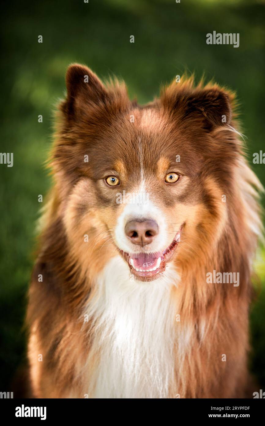 Australischer Schäferhund. Porträt eines erwachsenen Rüdes. Deutschland Stockfoto
