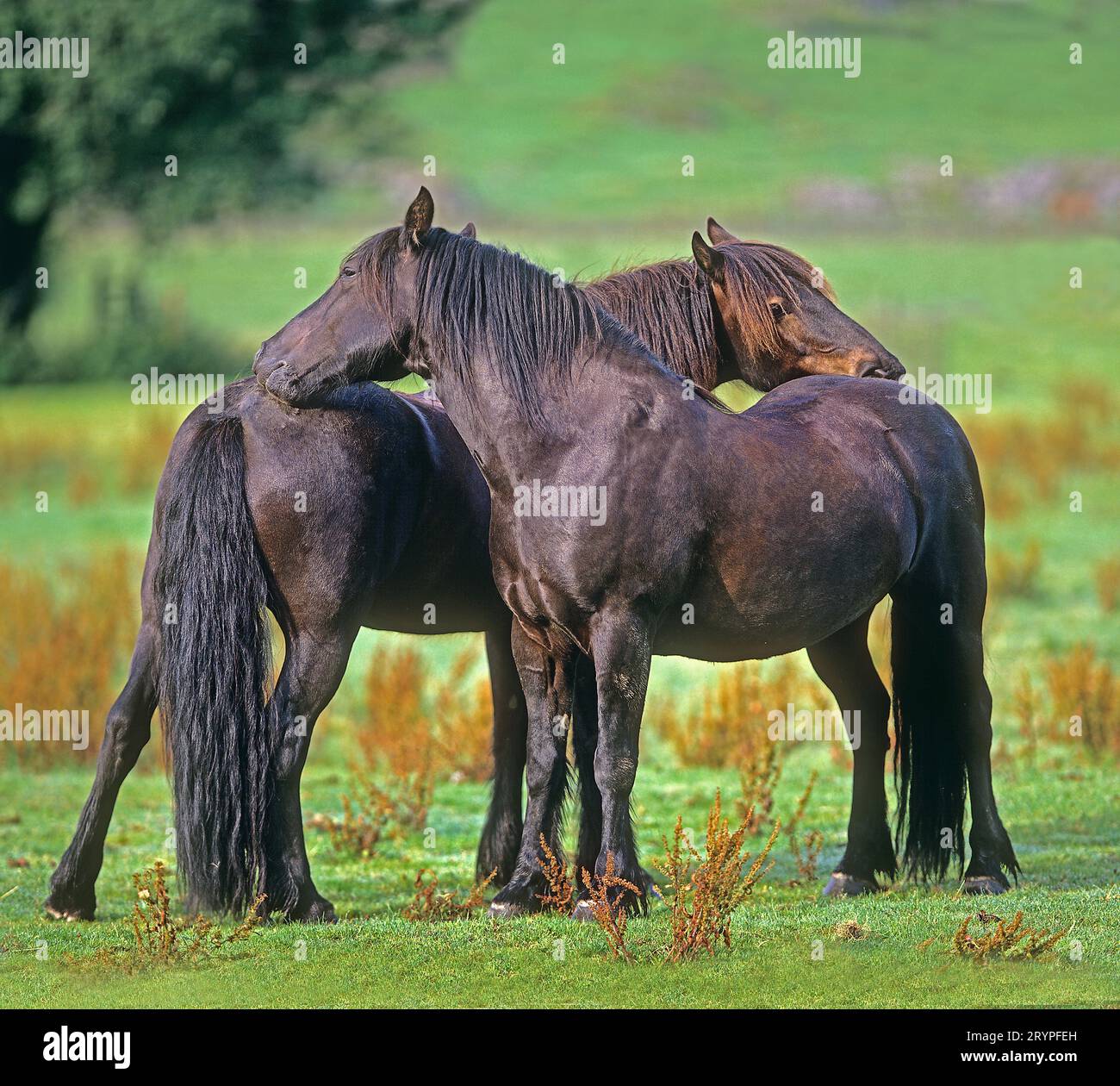 Dales Pony. Zwei Stuten, die sich gegenseitig pflegen. Großbritannien Stockfoto