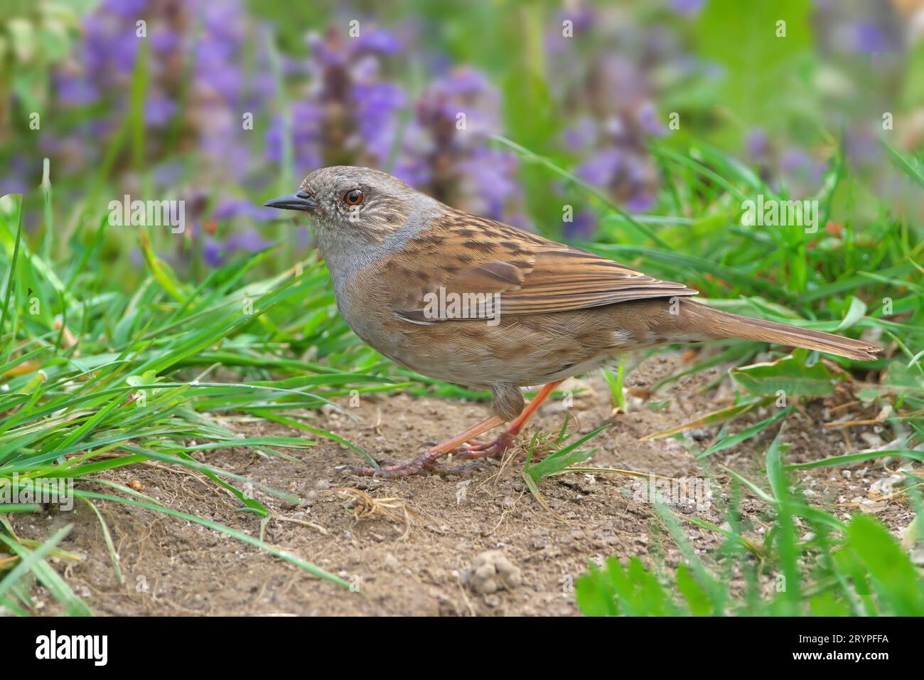 Hedgesparrow, Hedge Accentor, Dunnock (Prunella modularis). Erwachsener auf der Suche auf einer Wiese. Deutschland Stockfoto