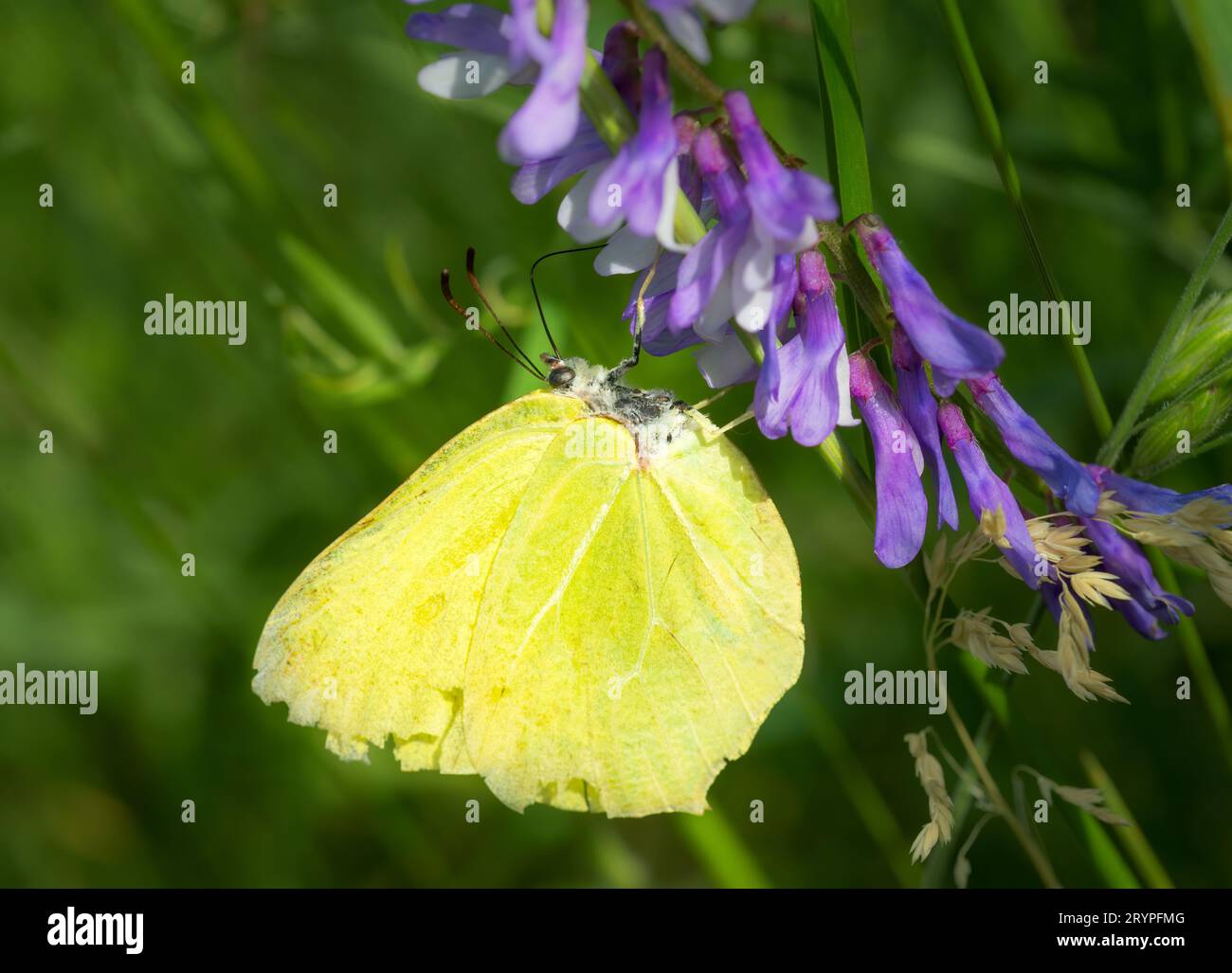 Gelber Schmetterling auf blauen Blumen Stockfoto