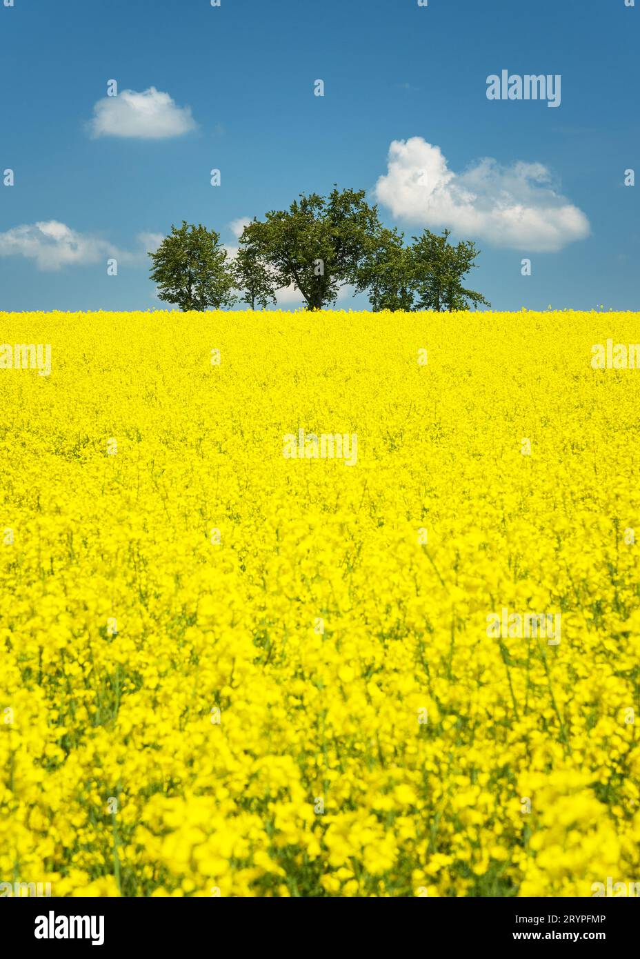 Perfekte Frühlingsszene mit zwei einsamen Bäumen auf einem Rapsfeld. Stockfoto