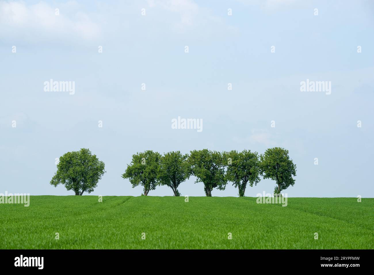 Baumreihe auf dem abgeschrägten Feld Stockfoto