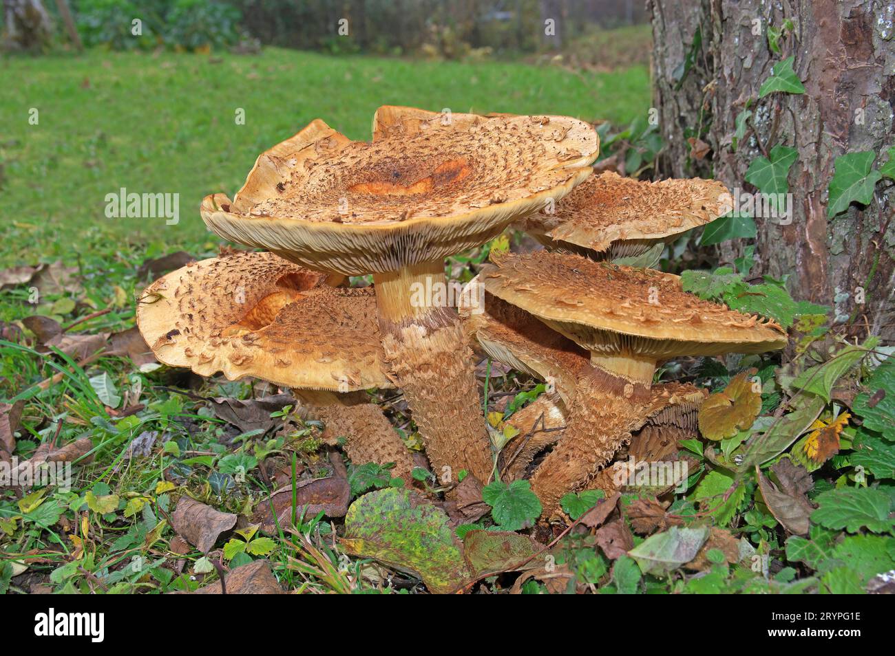 Schuppige Pholiota (Pholiota squarrosa). Gruppe am Fuße eines alten Apfelbaums. Deutschland Stockfoto