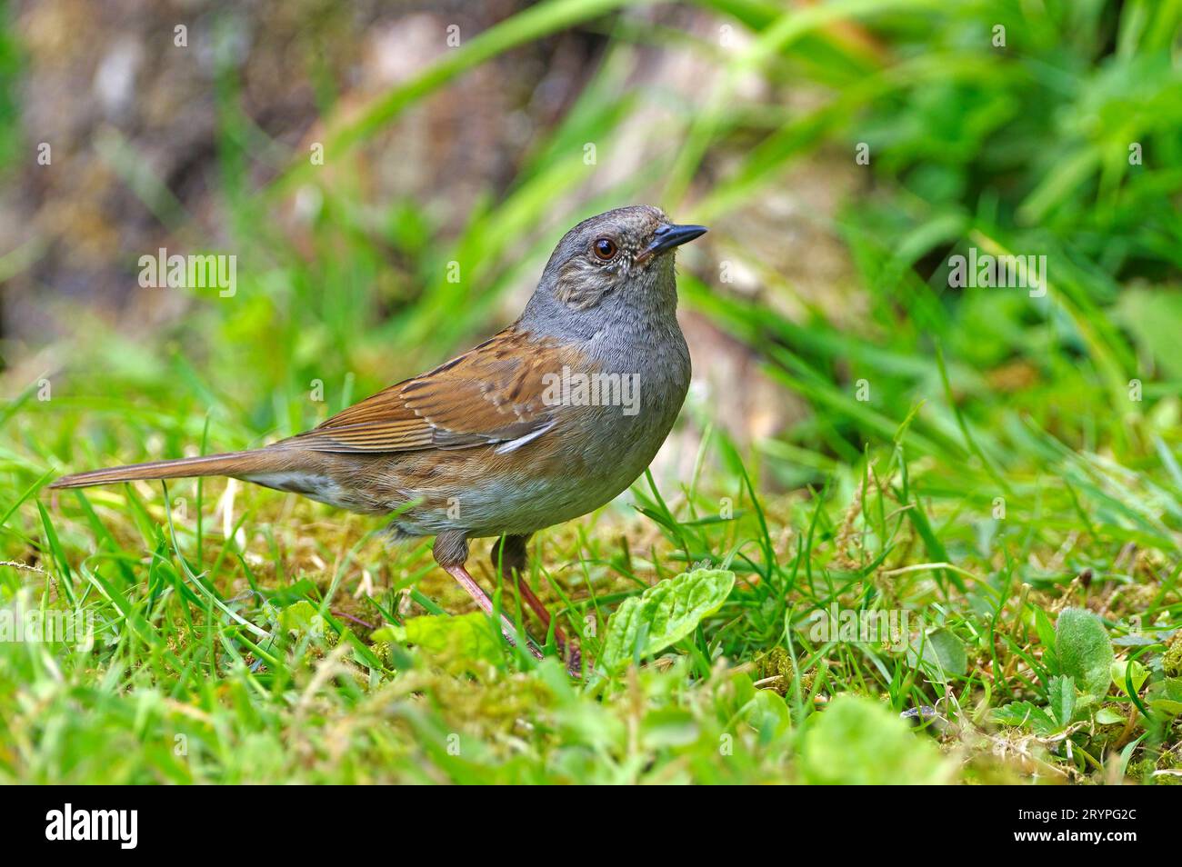 Hedgesparrow, Hedge Accentor, Dunnock (Prunella modularis) auf einer Wiese in einem Garten. Deutschland Stockfoto