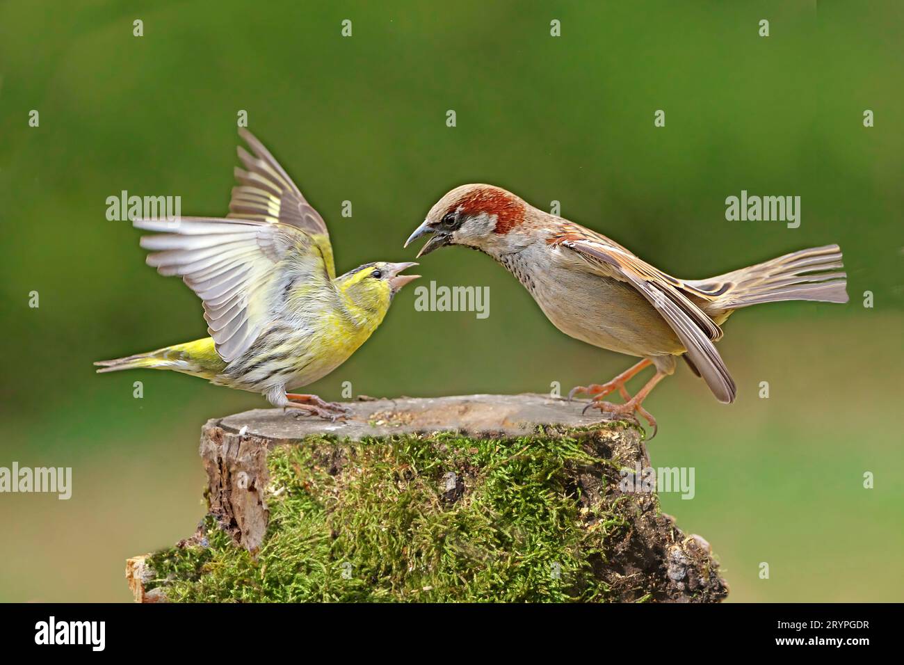 Das Haus Sperling (Passer domesticus) weist den eurasischen Siskin (Carduelis spinus) vor, will ihn von seinem Platz vertreiben. Das Sisskin wehrt sich flatternd. Deutschland Stockfoto