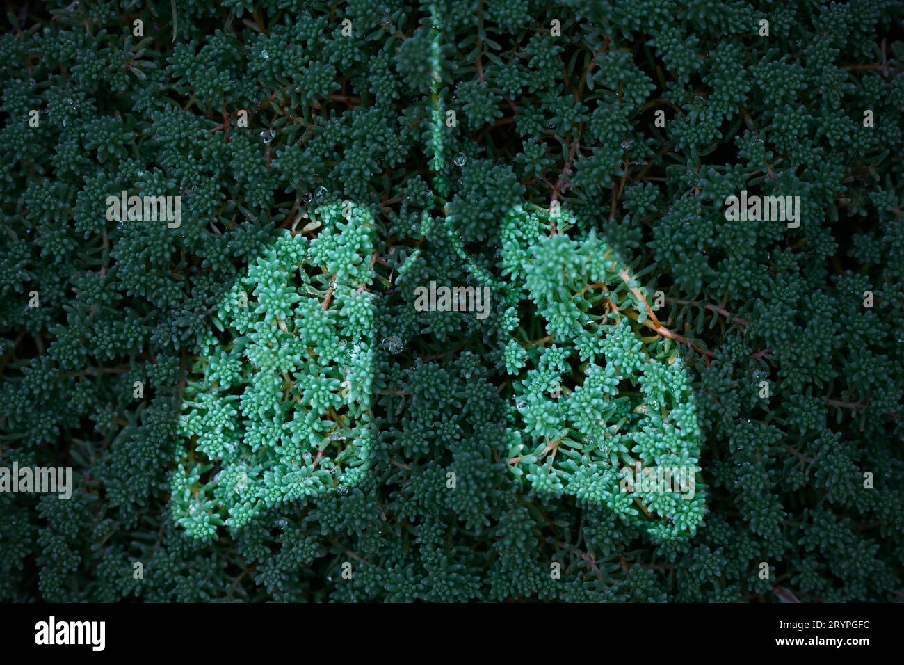 Grüngras- und Lungenform, Konzept zur Reduzierung der CO2-Bilanz, Umweltschutz Stockfoto