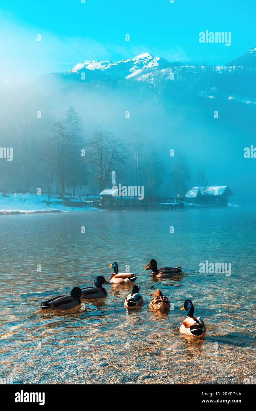 Stockenten-Wildenten schwimmen im Bohinj-See im kalten nebeligen Wintermorgen, selektiver Fokus Stockfoto