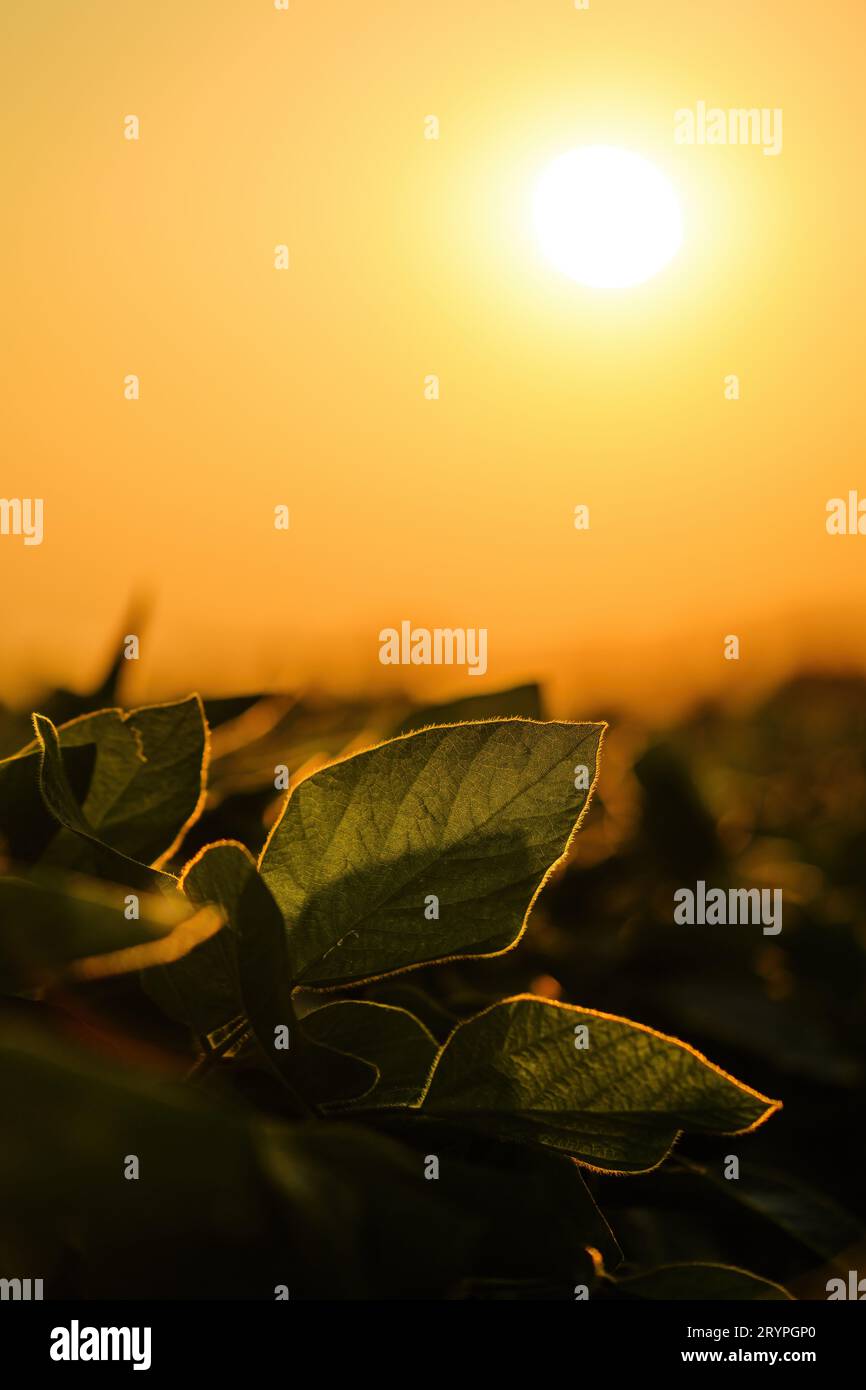 Sojabohnenanbau im Sommersonnenuntergang, selektiver Fokus Stockfoto