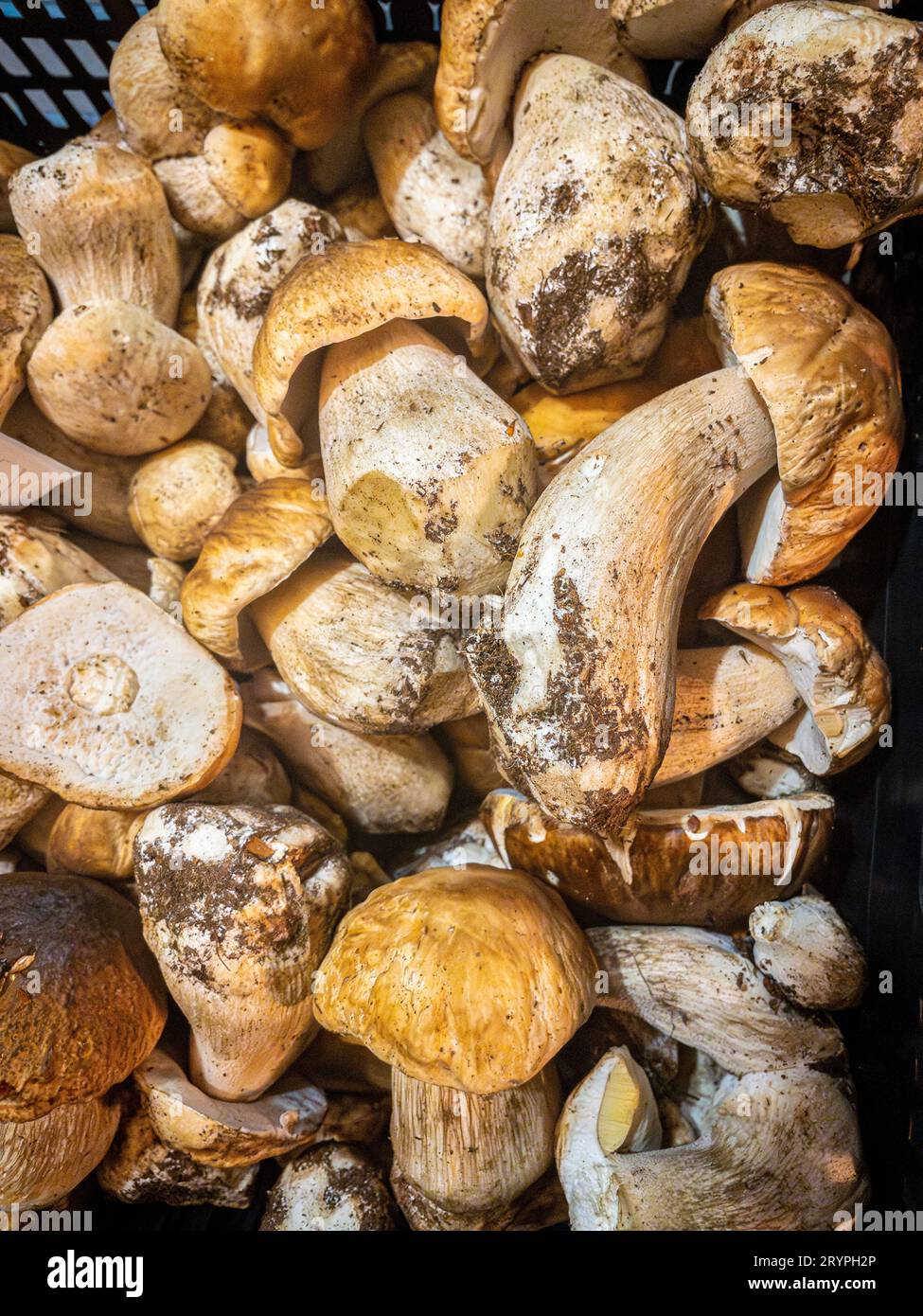 Boletus-Pilze (Boletus edulis) in einer Kiste eines Marktes. Stockfoto