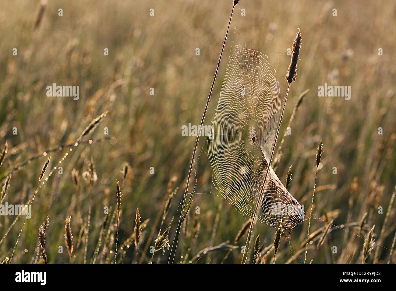 Landmais und Spinnennetz Stockfoto