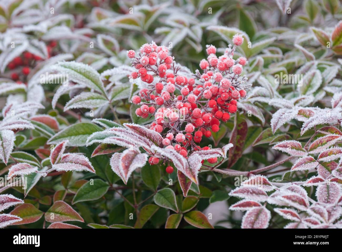 Sacred bamboo nandina domestica Fotos und Bildmaterial in hoher