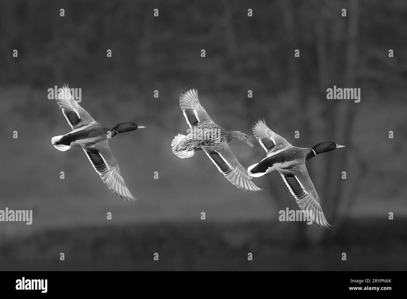 Stockenten (Anas platyrhynchos). Zwei Drachen und eine Ente im Flug. Stockfoto