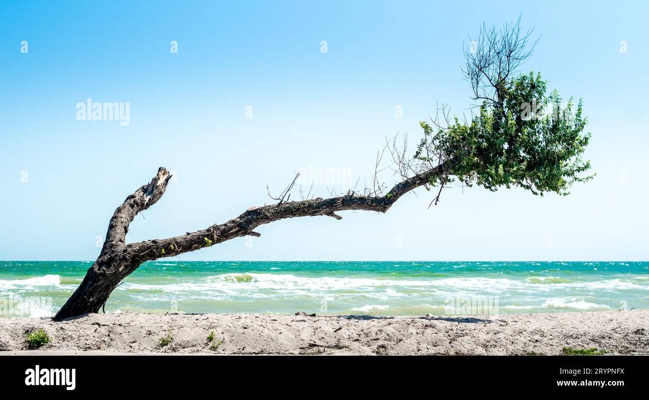 Geschwungener gebrochener Baum mit trockenen Zweigen und grünen Blättern am Strand vor dem Hintergrund des Meeres und des blauen Himmels Stockfoto