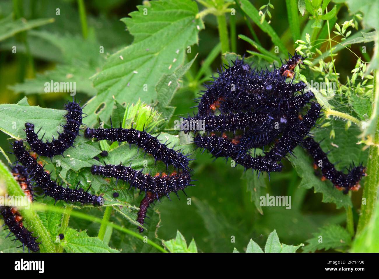 Europäischer PfauenSchmetterling (Aglais io). Junge Raupen fressen an einer Brennnessel Deutschland Stockfoto