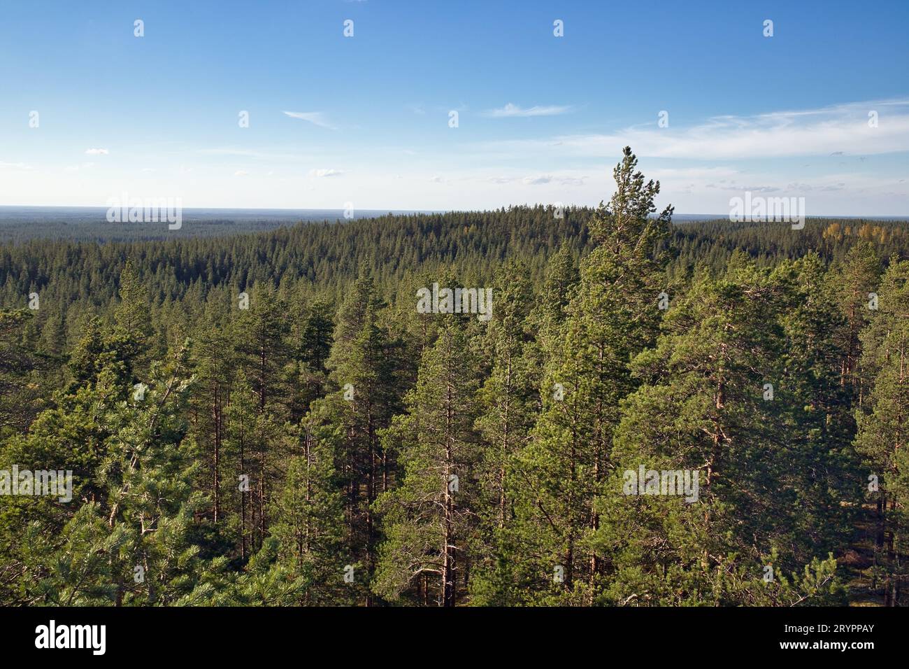 Rokua-Nationalpark in Utajärvi, Finnland Stockfoto