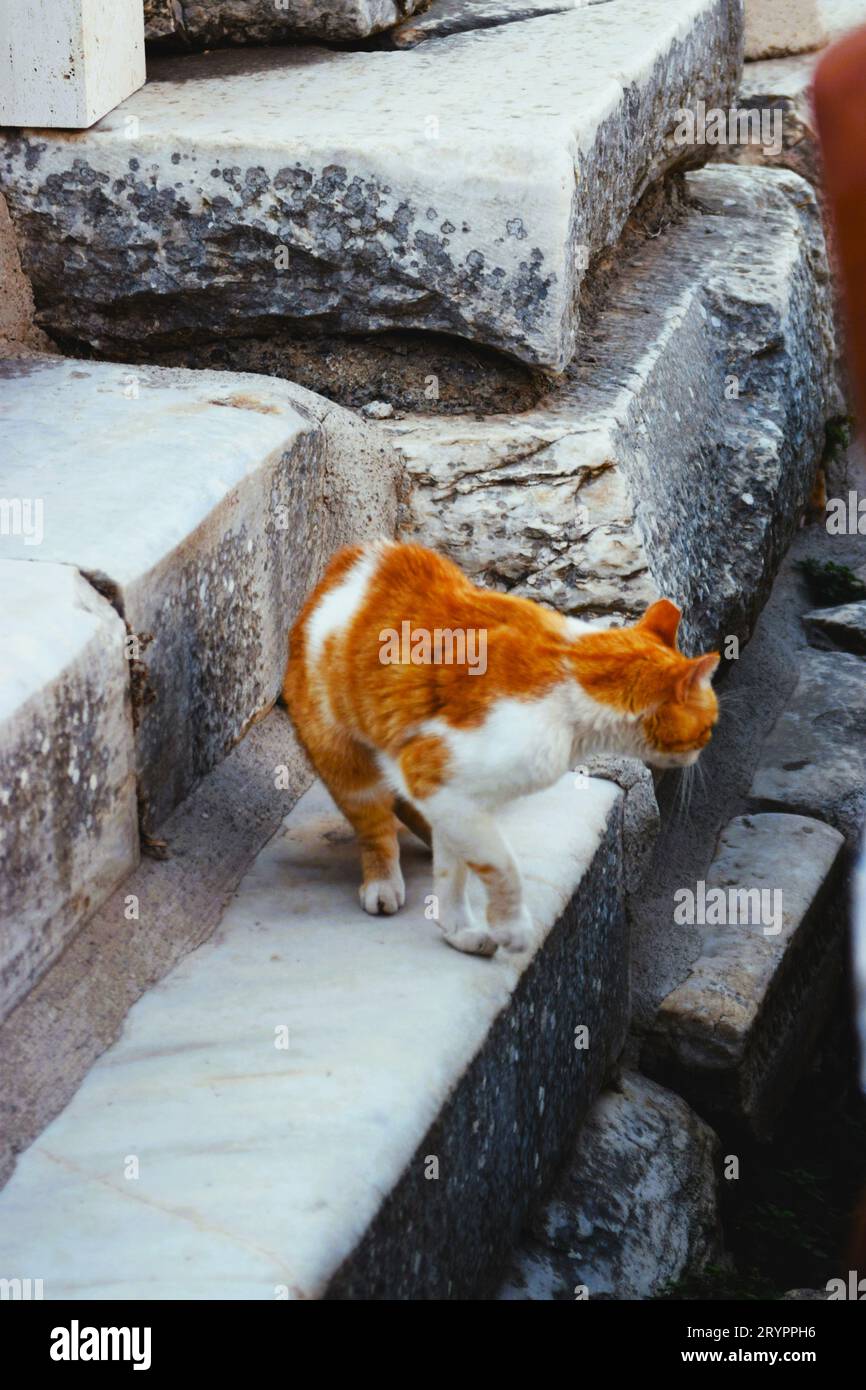 Katze mitten in den Ruinen von ephesus Stockfoto