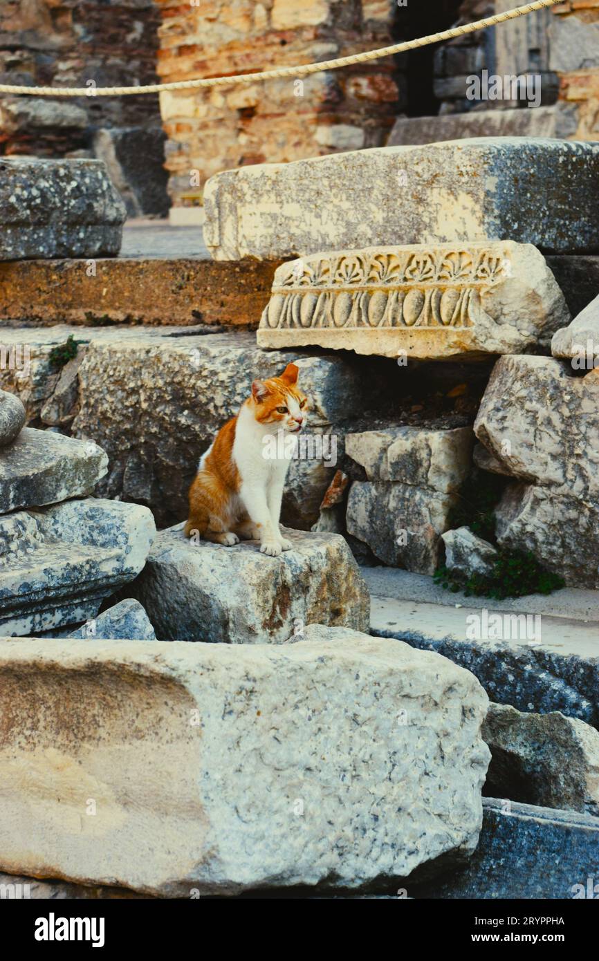 Katze mitten in den Ruinen von ephesus Stockfoto