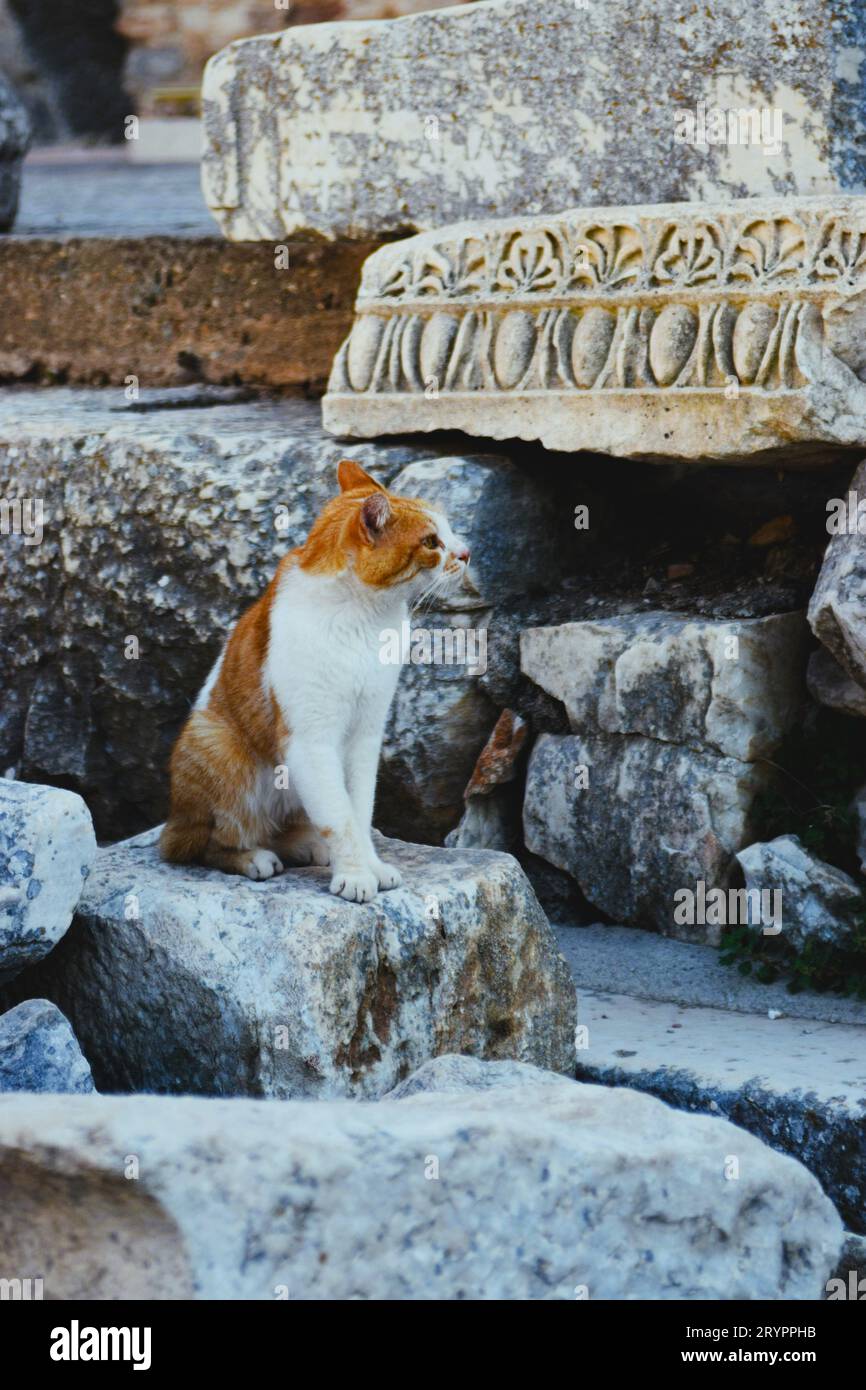 Katze mitten in den Ruinen von ephesus Stockfoto