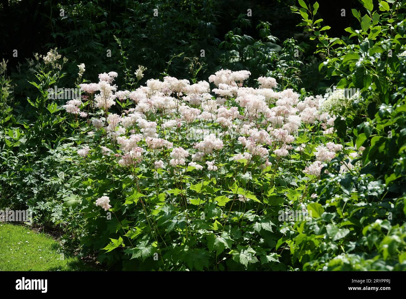 Filipendula yezoensis, Mädeschweiß Stockfoto