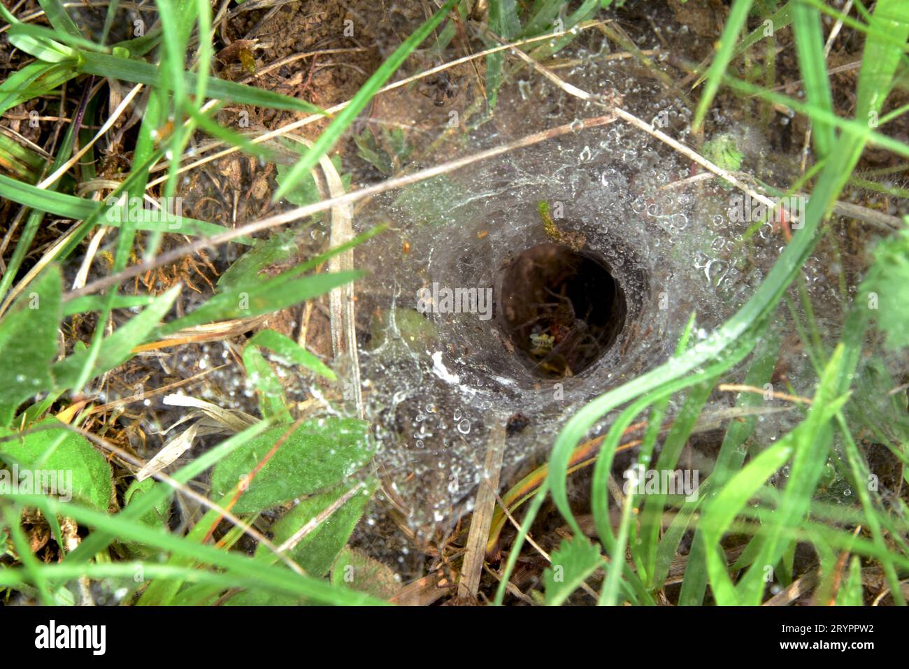 Netz eines Trichterwebers (Angelidae), bedeckt mit Tau. Mit Spinne in trichterförmigem Rückzug. Deutschland Stockfoto