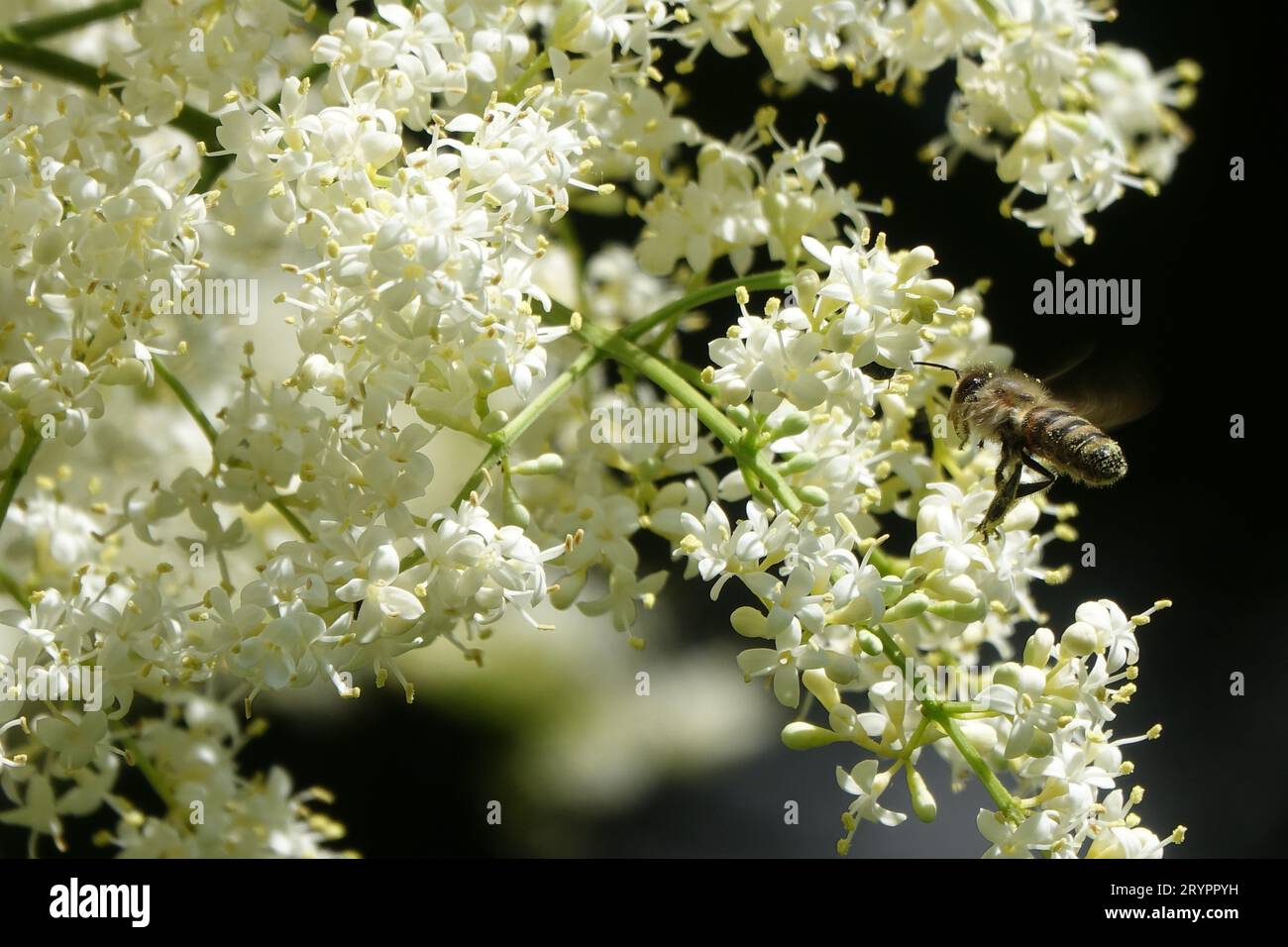 Syringa reticulata, japanischer Flieder, Biene Stockfoto