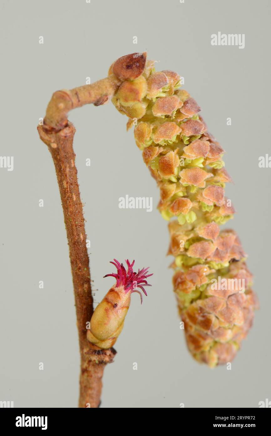 Haselnuss (Corylus avellana). Zweig mit geöffneter weiblicher Blüte und männlicher Blütenstände, die gerade anfangen sich zu öffnen. Deutschland Stockfoto