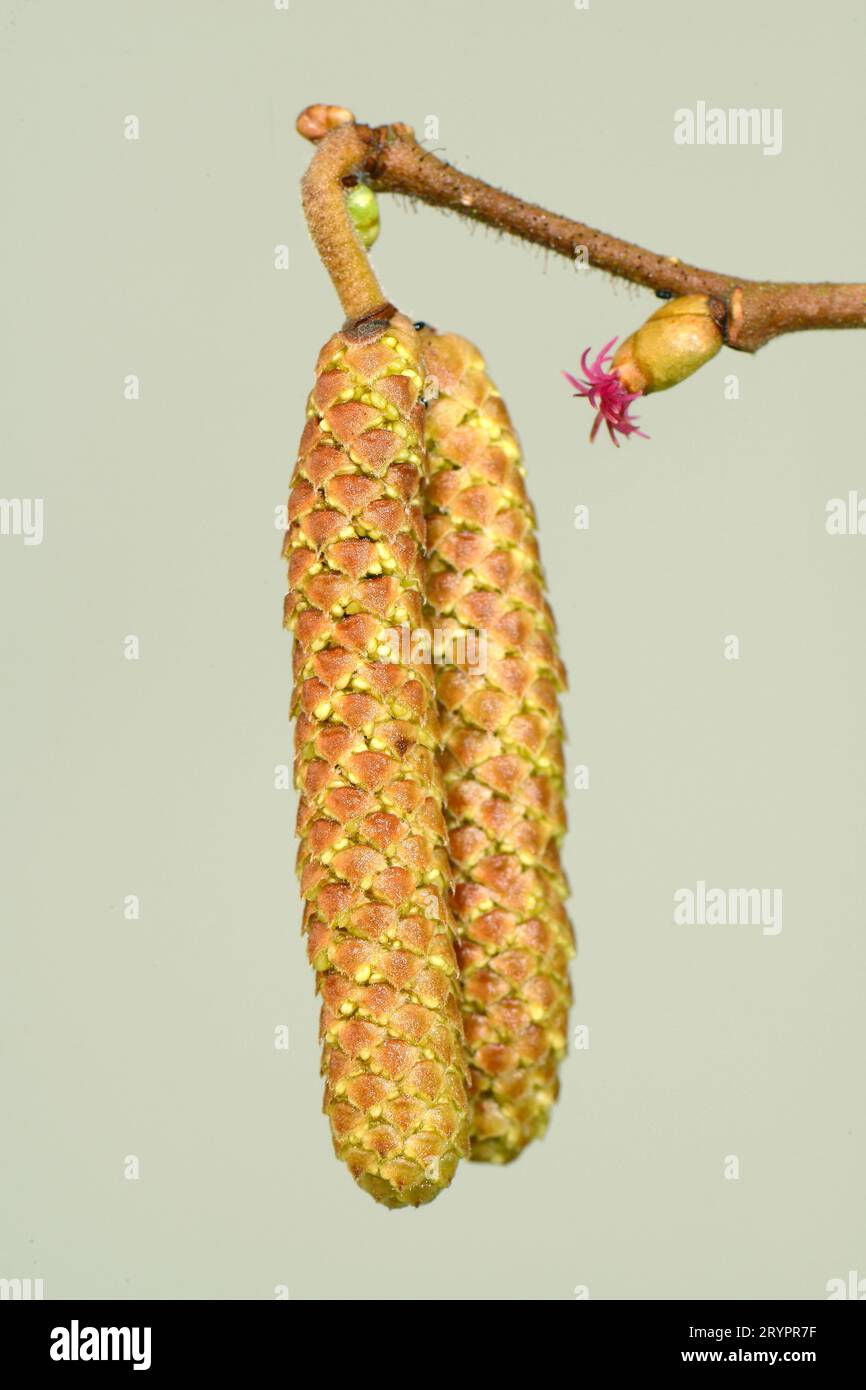 Haselnuss (Corylus avellana). Zweig mit noch geschlossener männlicher und geöffneter weiblicher Blüte, Deutschland Stockfoto