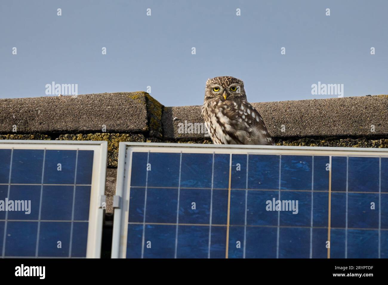 Athene noctua, auch bekannt als Eule der Athena oder Eule der Minerva auf einem Dach unter einer Photovoltaikanlage, Heinsberg, Nordrhein-Westfalen Stockfoto