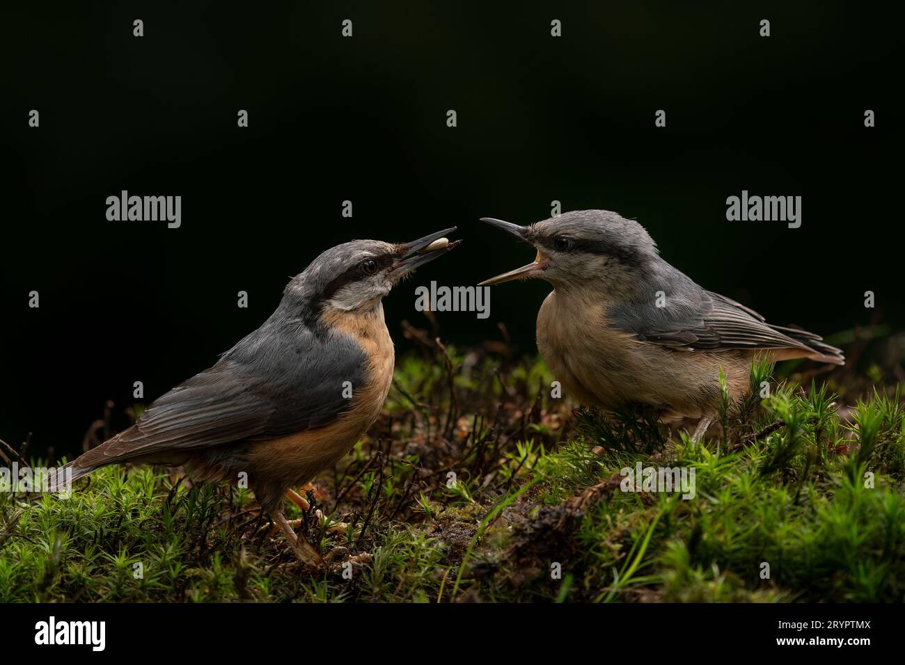 Mutter und Jugendliche Eurasische Nuthatch (Sitta europaea) im Wald von Noord Brabant in den Niederlanden. Dunkler Hintergrund. Die Eltern ernähren ihre Jungen. Stockfoto